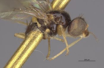 Media type: image;   Entomology 13399 Aspect: habitus lateral view